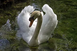White swan floating on clear water