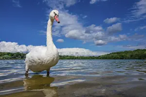 White swan standing proudly on a shore of a lake