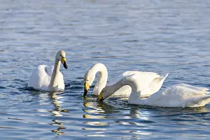 White swans in winter on a non-freezing river on a Sunny day