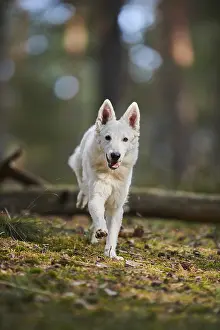 White Swiss Shepherd Dog (Berger Blanc Suisse)