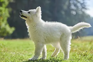 White Swiss Shepherd Dog (Berger Blanc Suisse) puppy