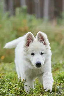 White Swiss Shepherd Dog (Berger Blanc Suisse) puppy