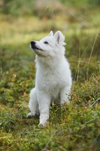 White Swiss Shepherd Dog (Berger Blanc Suisse) puppy