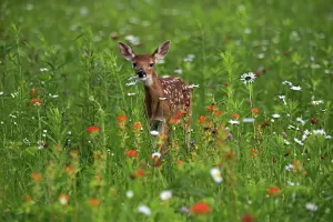 White-tailed deer (Odocoileus virginianus)