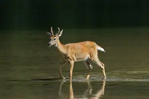White-tailed deer (Odocoileus virginianus)