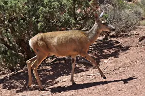 White-tailed deer (Odocoileus virginianus)