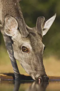 White-tailed Deer (Odocoileus virginianus)