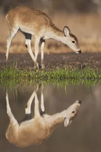 White-tailed Deer (Odocoileus virginianus)