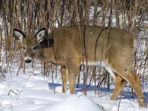 White tailed deer (Odocoileus virginianus)