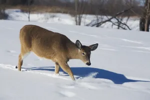 White tailed deer (Odocoileus virginianus)