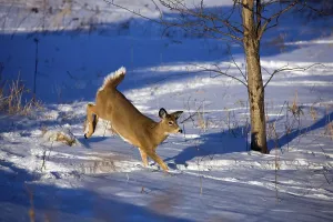 White tailed deer (Odocoileus virginianus)