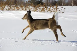 White tailed deer (Odocoileus virginianus)