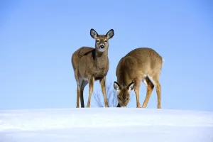 White tailed deer (Odocoileus virginianus)