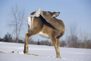 White tailed deer (Odocoileus virginianus)