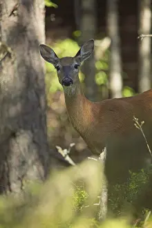 White-tailed deer (Odocoileus virginianus) in forest in summer