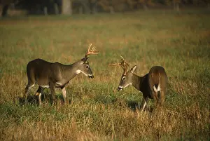 White-tailed Deers (Odocoileus virginianus)