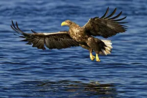 White-tailed eagle