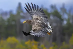 White-tailed eagle, Eurasian sea eagle