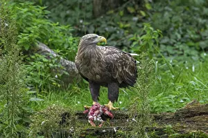 White-tailed eagle, Eurasian sea eagle