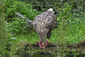 White-tailed eagle, Eurasian sea eagle