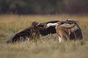 White-tailed Eagle & Griffon Vulture (Haliaeetus albicilla & Gyps fulvus) wrangling