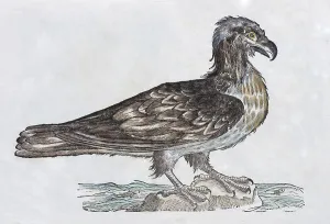 White-tailed eagle (Haliaeetus)