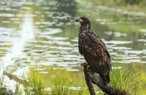 White-tailed eagle (Haliaeetus albicilla), Lobau, Schoenau an der Donau, Lower Austria, Austria, Europe