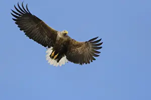 White-tailed eagle (Haliaeetus albicilla)