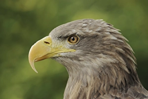 White-tailed eagle (Haliaeetus albicilla)