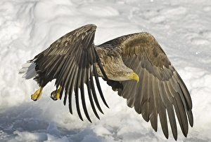 White-tailed Eagle (Haliaeetus albicilla)