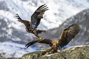 White-tailed eagle (Haliaeetus albicilla)