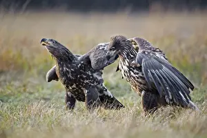White-tailed Eagle (Haliaeetus albicilla)