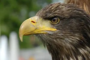 White-tailed Eagle (Haliaeetus albicilla)