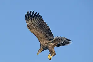 White-tailed eagle (Haliaeetus albicilla)