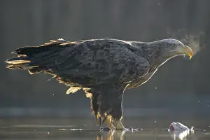 White-tailed eagle (Haliaeetus albicilla)
