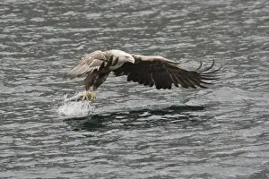 White-tailed eagle (Haliaeetus albicilla)