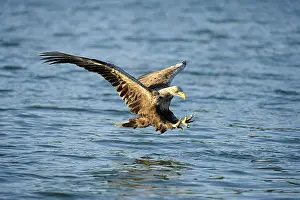 White-tailed Eagle (Haliaeetus albicilla)