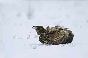White-tailed Eagle (Haliaeetus albicilla)
