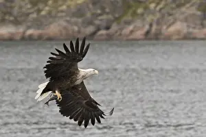 White-tailed eagle (Haliaeetus albicilla)