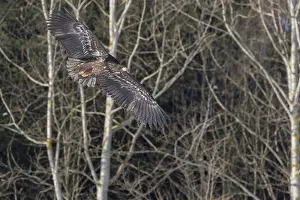 One white-tailed eagle (Haliaeetus albicilla)