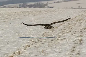One white-tailed eagle (Haliaeetus albicilla)