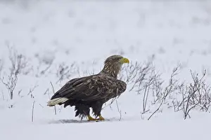 White-tailed Eagle (Haliaeetus albicilla)