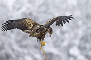 White-tailed Eagle (Haliaeetus albicilla)