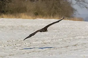 One white-tailed eagle (Haliaeetus albicilla)