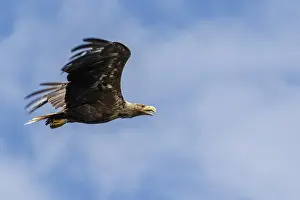 White-Tailed Eagle (Haliaeetus albicilla)