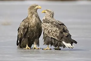 White-tailed Eagle (Haliaeetus albicilla)
