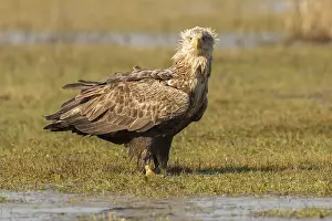 White-tailed Eagle (Haliaeetus albicilla)