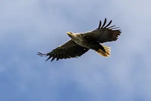 White-Tailed Eagle (Haliaeetus albicilla)