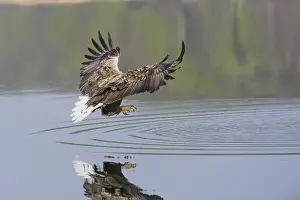 White-tailed eagle (Haliaeetus albicilla)