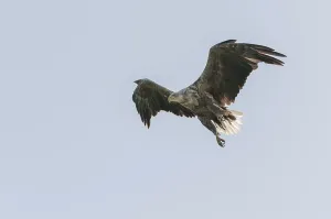 White-tailed eagle (Haliaeetus albicilla)